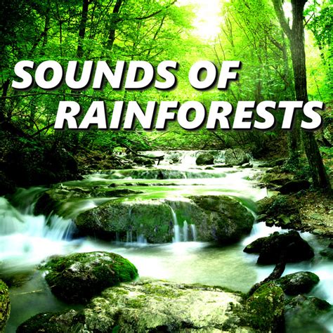 forest sound